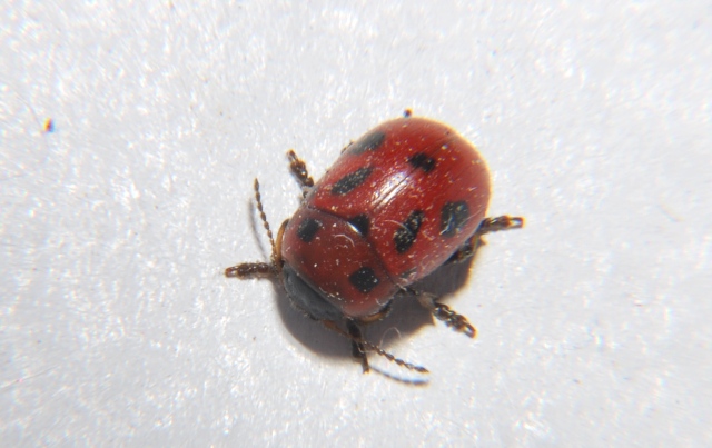 Gonioctena cfr fornicata (Chrysomelidae)